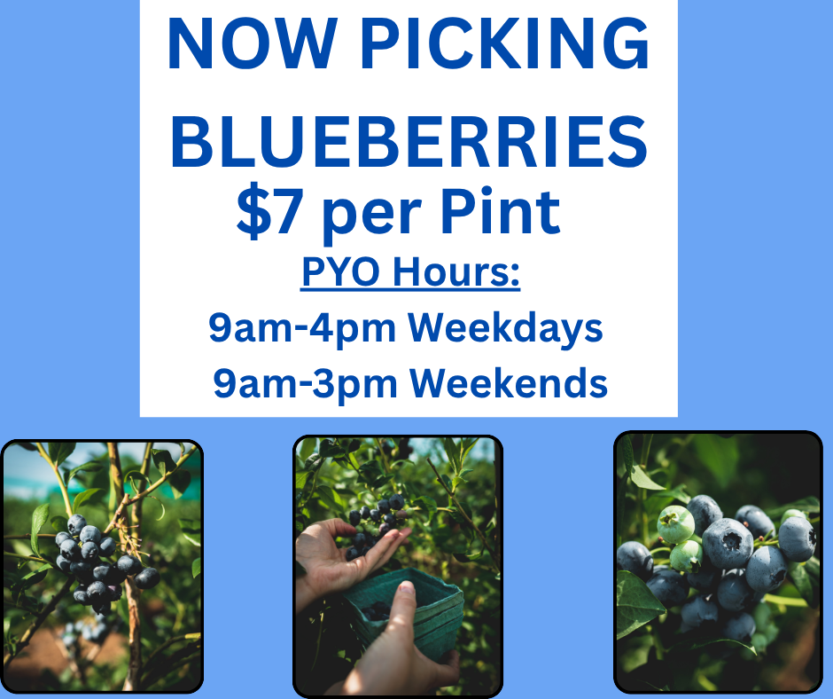 pyo-blueberry pyo-blueberry