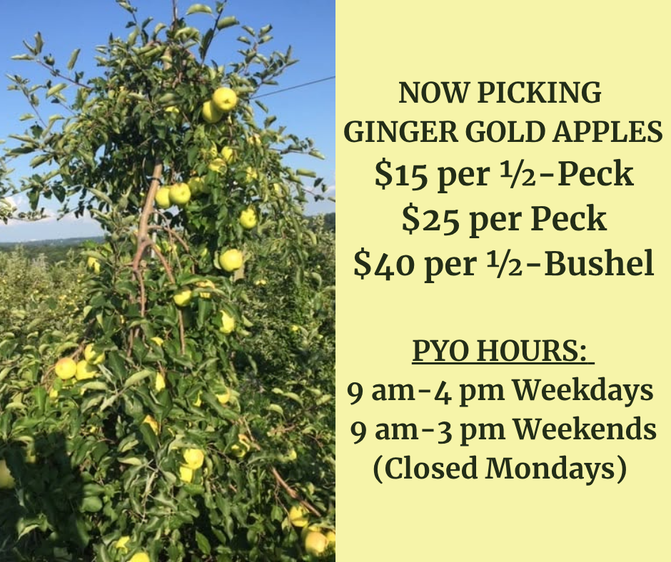 pyo-ginger-gold